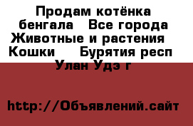 Продам котёнка бенгала - Все города Животные и растения » Кошки   . Бурятия респ.,Улан-Удэ г.